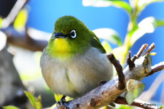 野山の鳥 22-176 メジ君