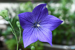 庭に咲いた桔梗の花  22-381   