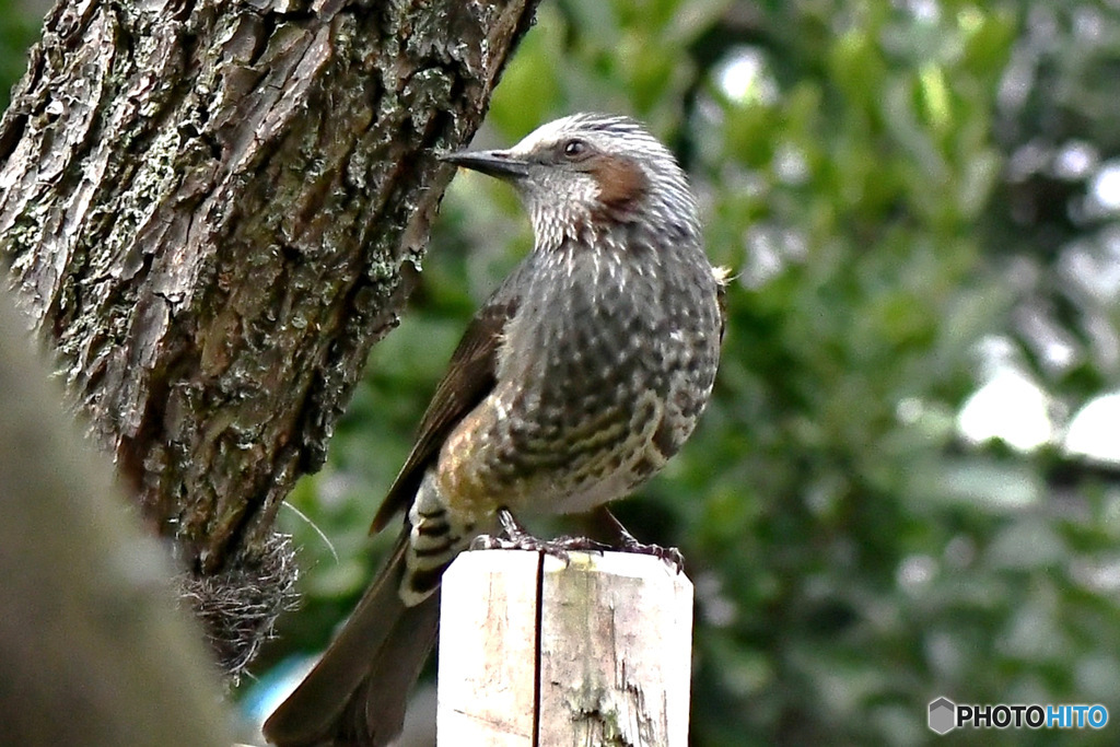 野山の鳥  ヒヨドリ