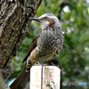 野山の鳥  ヒヨドリ