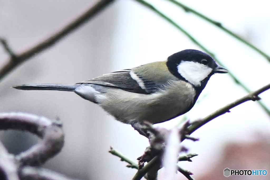 野山の鳥  四十雀