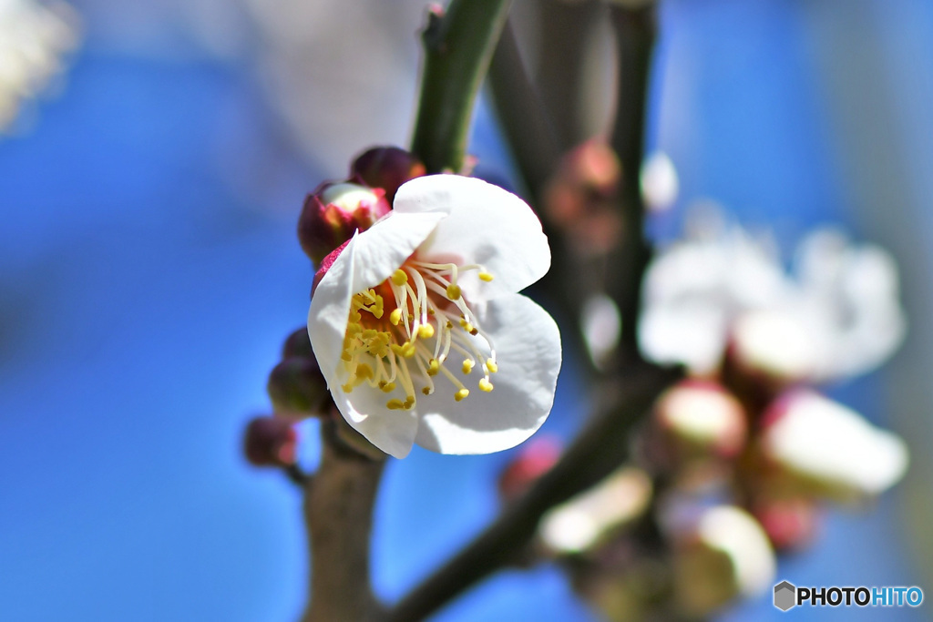青空と白梅 22-019