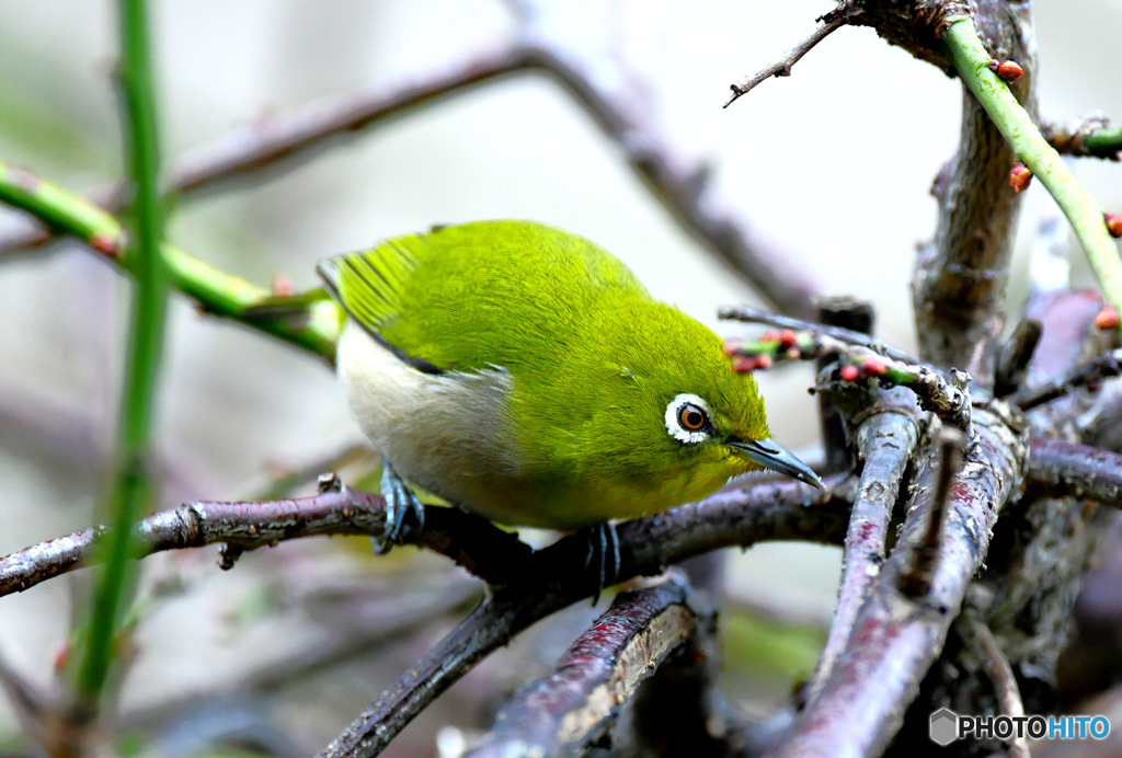 野山の鳥  雨の日のメジ君