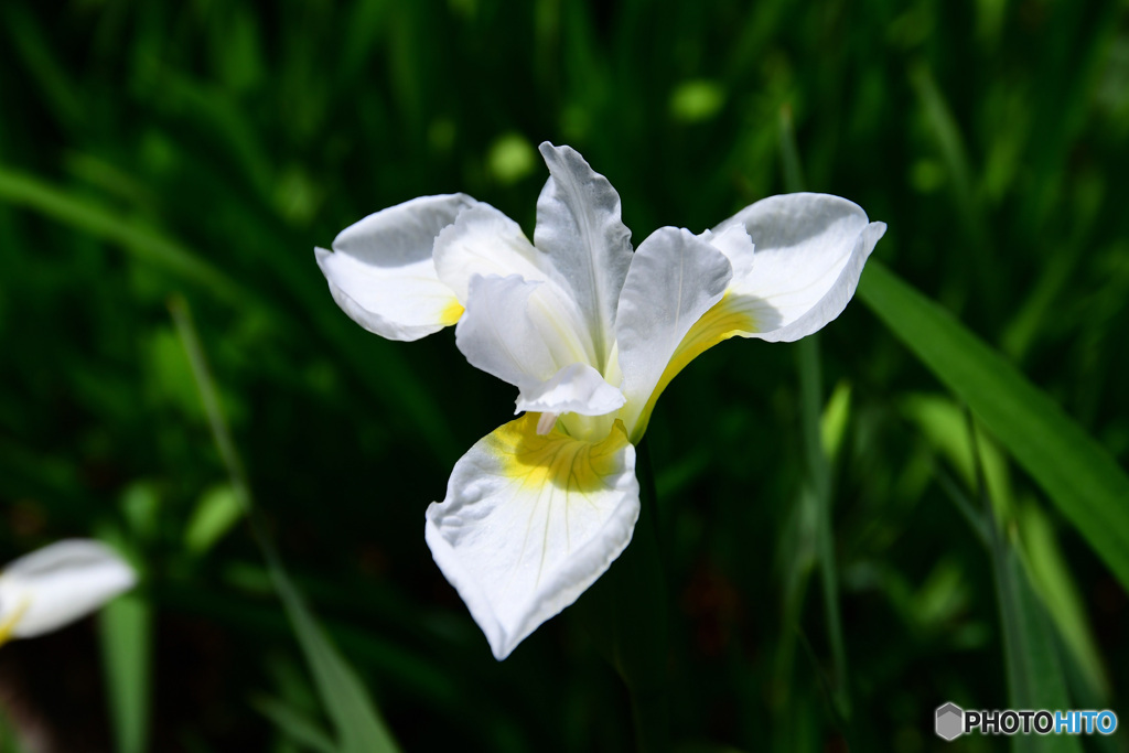 庭に白アヤメの花が咲いた ②  21-284