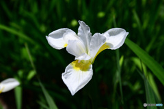 庭に白アヤメの花が咲いた ②  21-284
