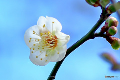 早咲き白梅一輪と青空
