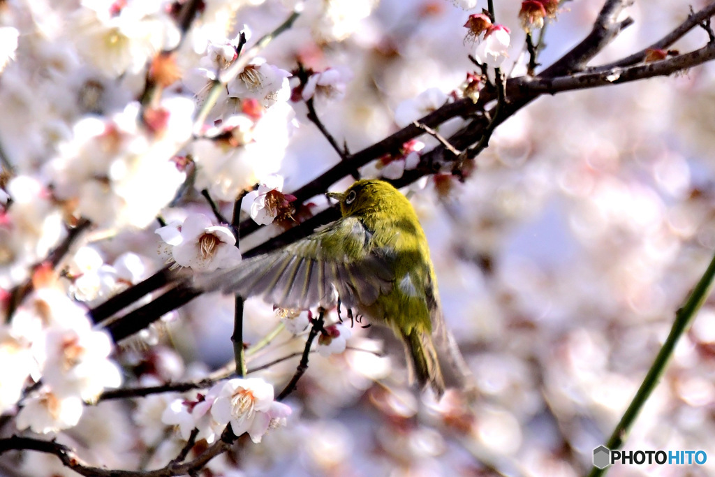 野山の鳥  メジロ
