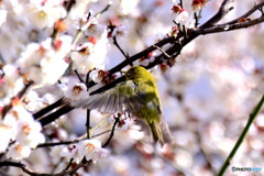 野山の鳥  メジロ  