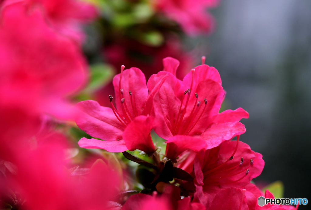 庭に咲いたツツジの花 