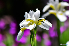 春に咲いた花  21-623