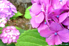 あじさいの花