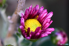 咲くであろう小菊の花 