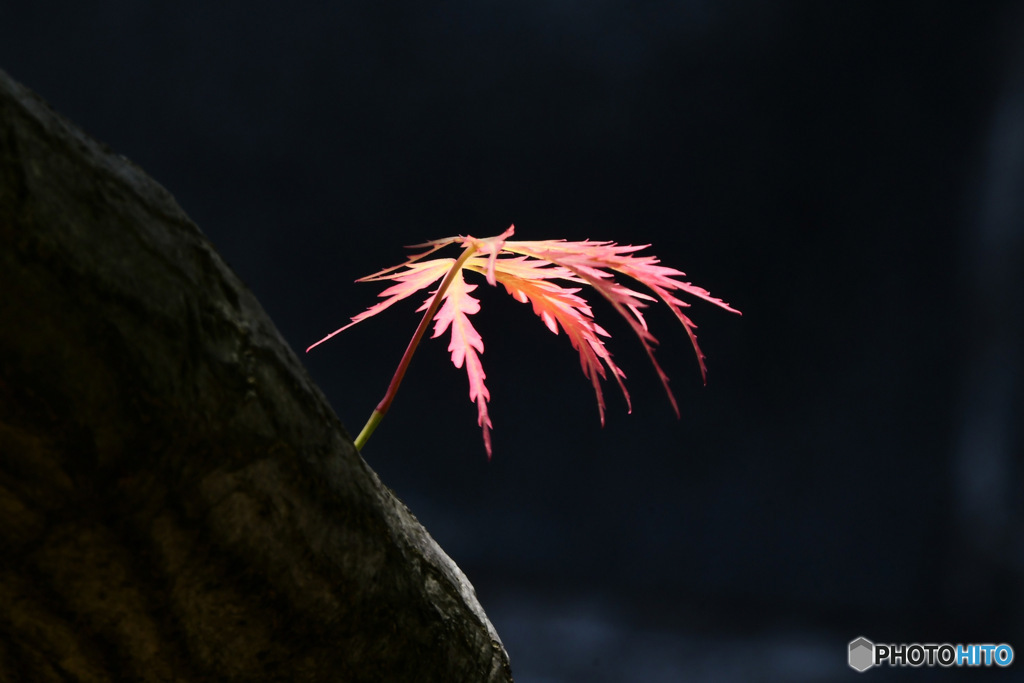   幹から新芽が  
