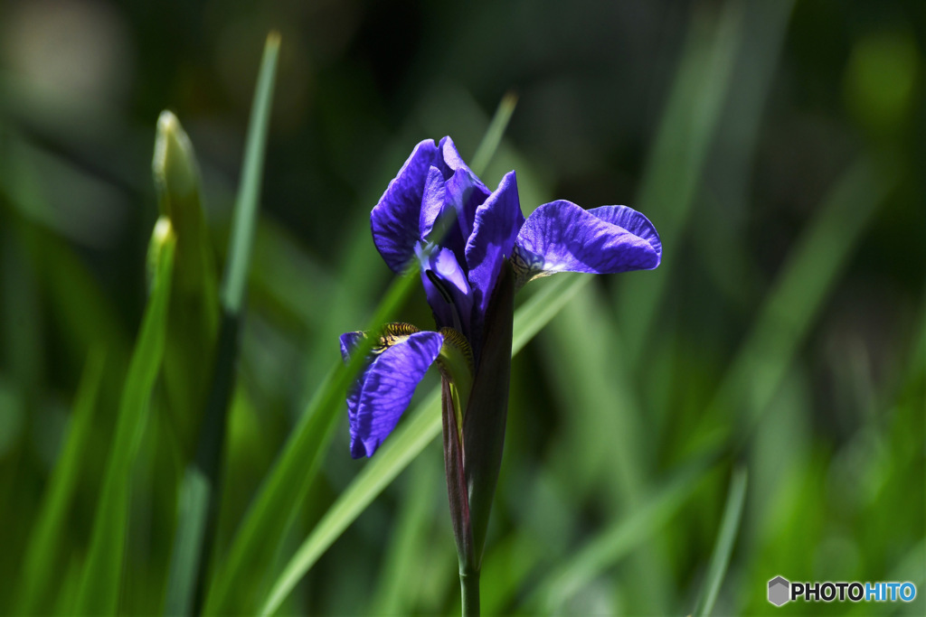 庭に咲いたアヤメの花 23-155