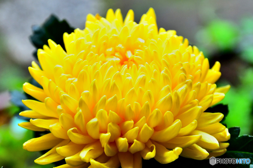 窓辺の花瓶に咲いた菊の花  
