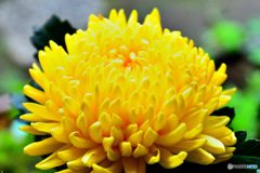 窓辺の花瓶に咲いた菊の花  