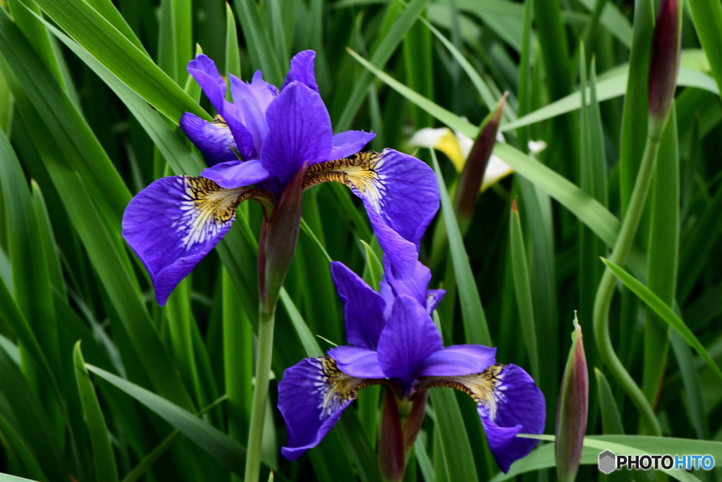   庭に咲いた青紫色の花
