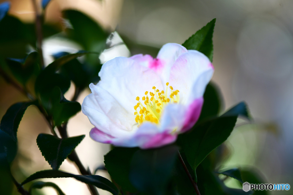 2023年今年秋初庭に咲いた山茶花の花  
