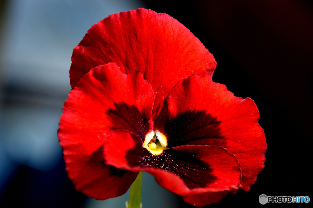 春に咲いた花  21-654  パンジー (スミレ科)