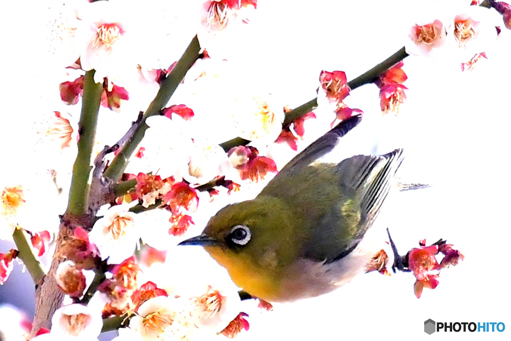 白梅が散る頃のメジロ by m.a.k.p.70 （ID：13526524） - 写真共有
