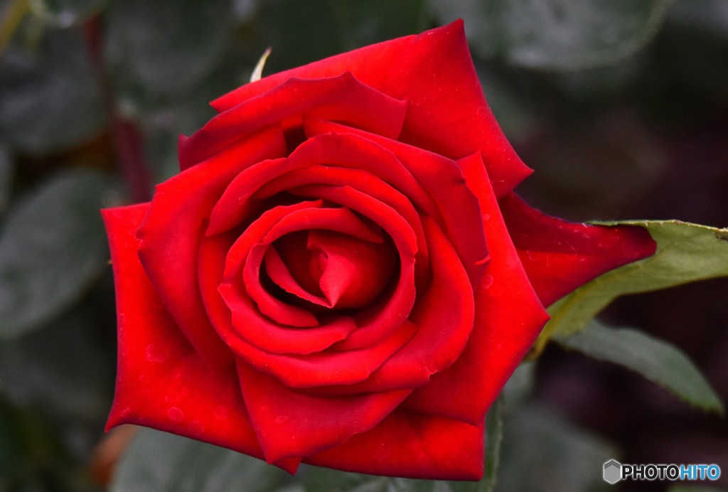 園に咲いていた赤いバラ