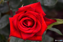 園に咲いていた赤いバラ   