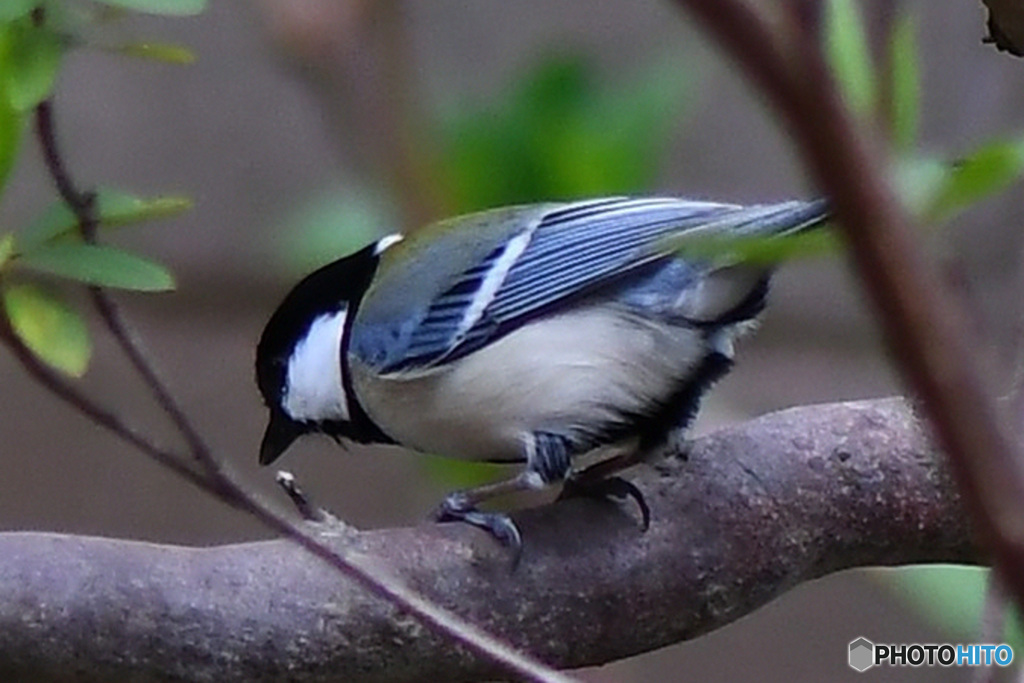 野山の鳥   21-229