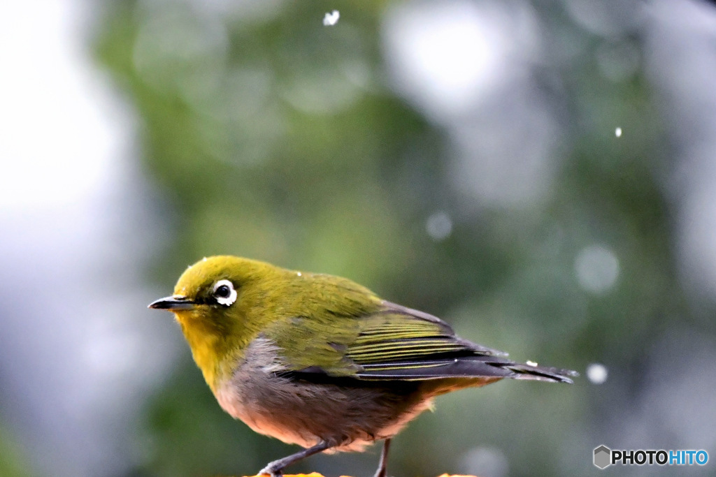 雪の降る中 メジロ
