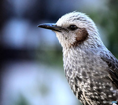 2026年初撮り 「ヒヨドリ」 