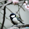 野山の鳥 23-085 四十雀さん