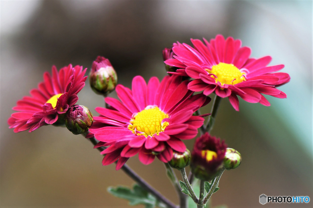 庭に咲いた小菊の花 22-500
