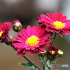 庭に咲いた小菊の花 22-500