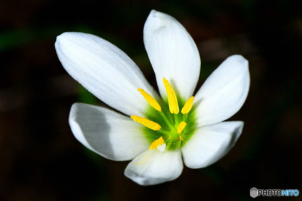 庭に咲いた花   21-511