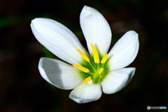 庭に咲いた花   21-511