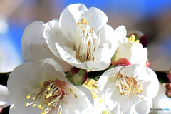  １月の白梅