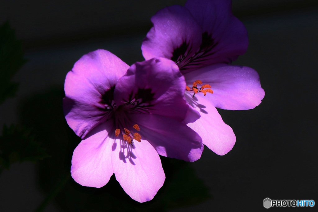 庭に咲いた花  21-380