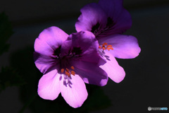 庭に咲いた花  21-380