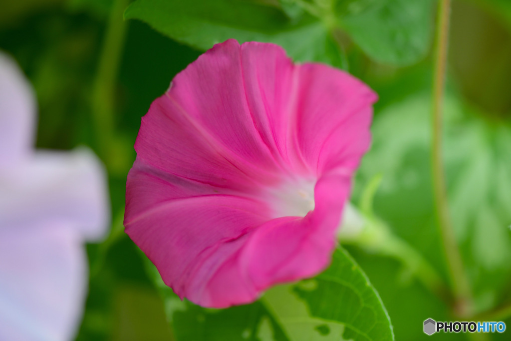 あさがおの花が咲きました