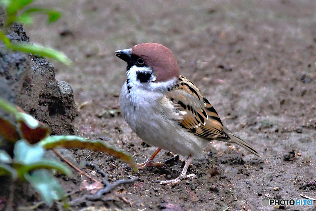 野山の鳥  すずめドン