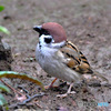 野山の鳥  すずめドン