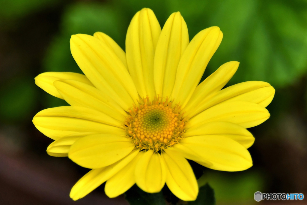 庭に咲いた花 23-295  