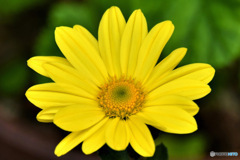 庭に咲いた花 23-295  