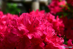庭に咲いたツツジの花 22-260