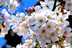 近所の公園に咲いた桜の花 ②