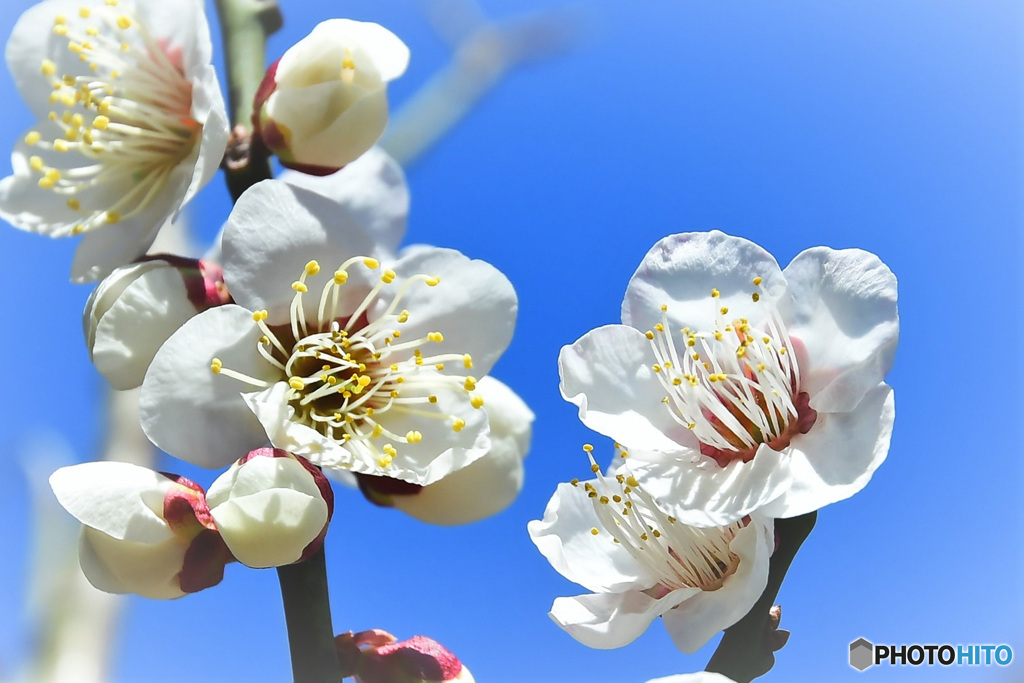 青空と白梅の花 22-082