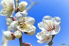 青空と白梅の花 22-082