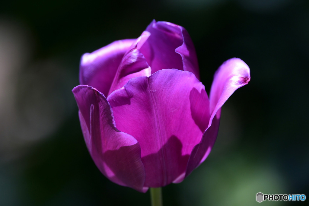 庭に咲いた春の花 23-129