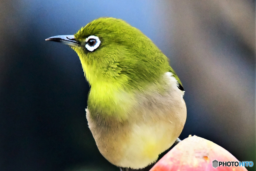 野山の鳥  21-278