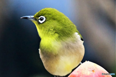 野山の鳥  21-278