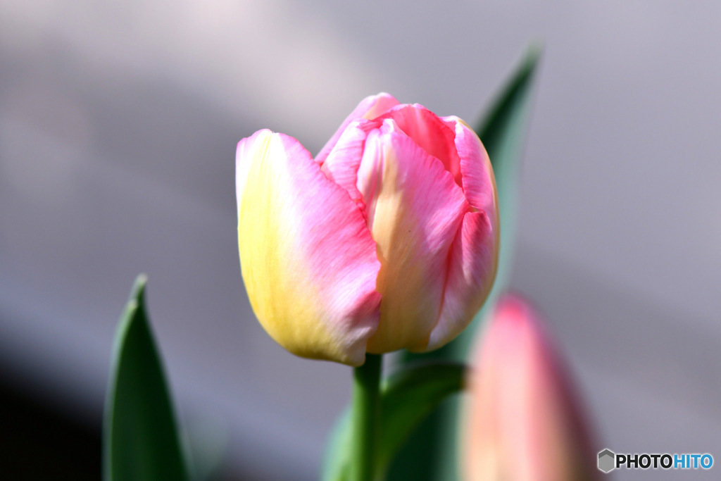  チューリップの花が咲きました 